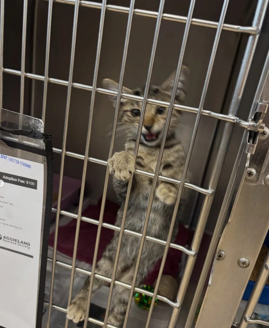 A curious kitten greets us at the cage door