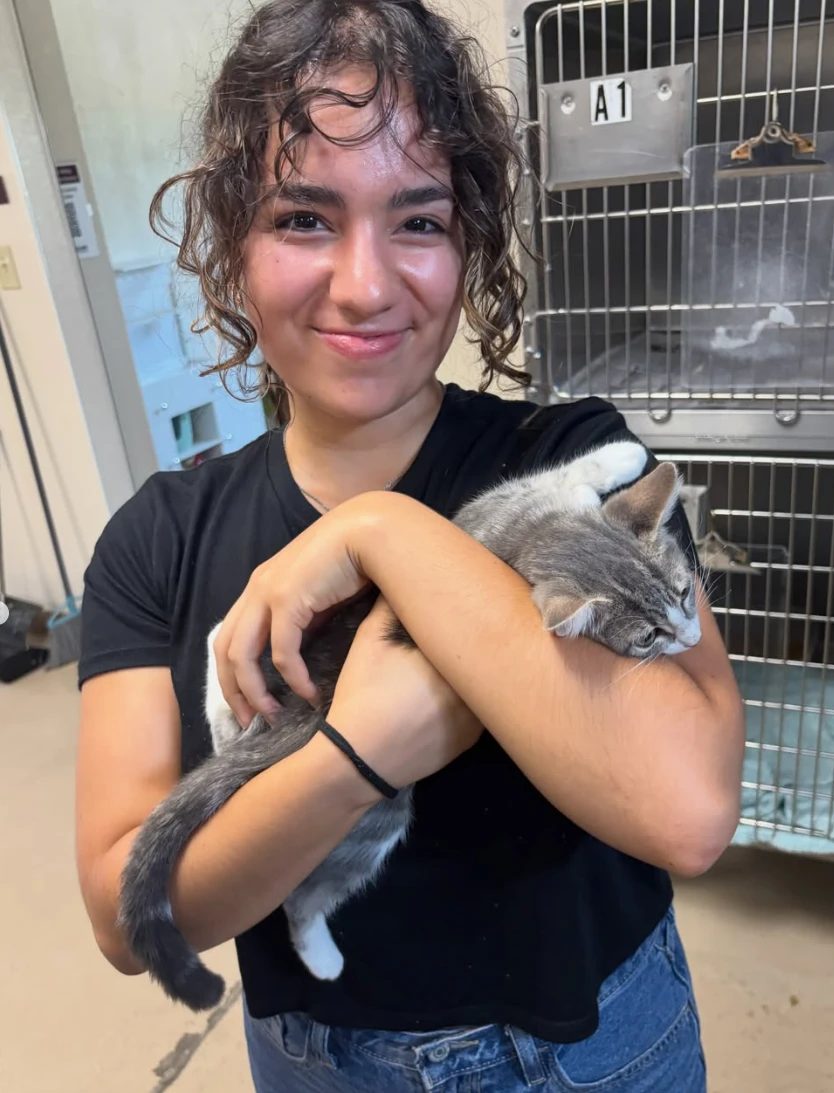 A member hugs a gray-and-white kitten